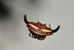 Gasteracantha thorelli