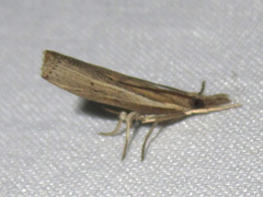 Fissicrambus profanellus