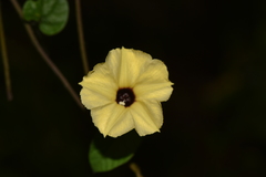 Hewittia malabarica