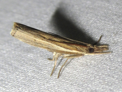 Fissicrambus profanellus
