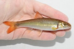 Bull Chub photo 5