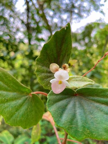 Begonia subvillosa, photograph 5