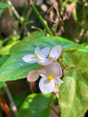 Begonia subvillosa, photograph 6