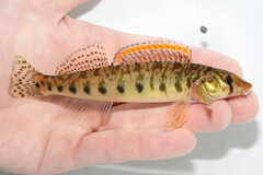 Roanoke Logperch photo 1