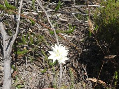 Ixia leucantha