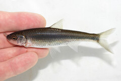 White Shiner photo 5