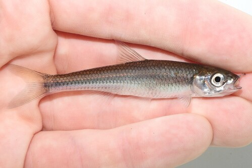 Telescope shiner (Notropis telescopus) — Cyprinidae — 3