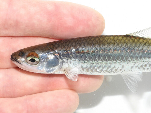 Silver Shiner