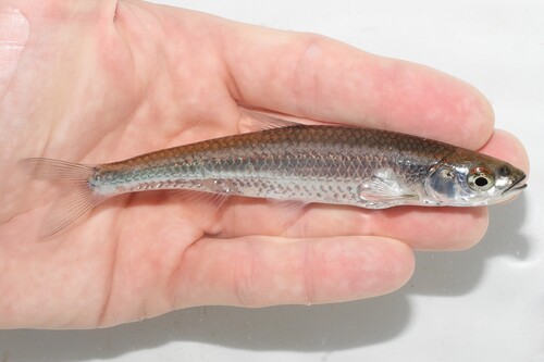 Silver shiner (Notropis photogenis) — Cyprinidae — 2