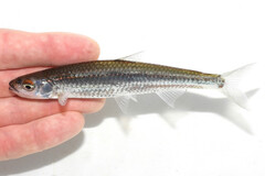 Silver Shiner photo 3