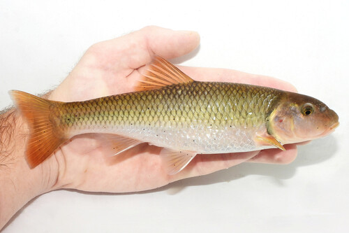 Grootbek-kopvoorn (Nocomis platyrhynchus) — Cyprinidae