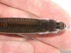 Silver Shiner photo 4