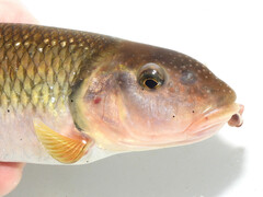 Bigmouth Chub photo 5