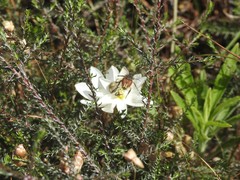 Ixia leucantha