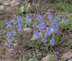 Veronica orientalis