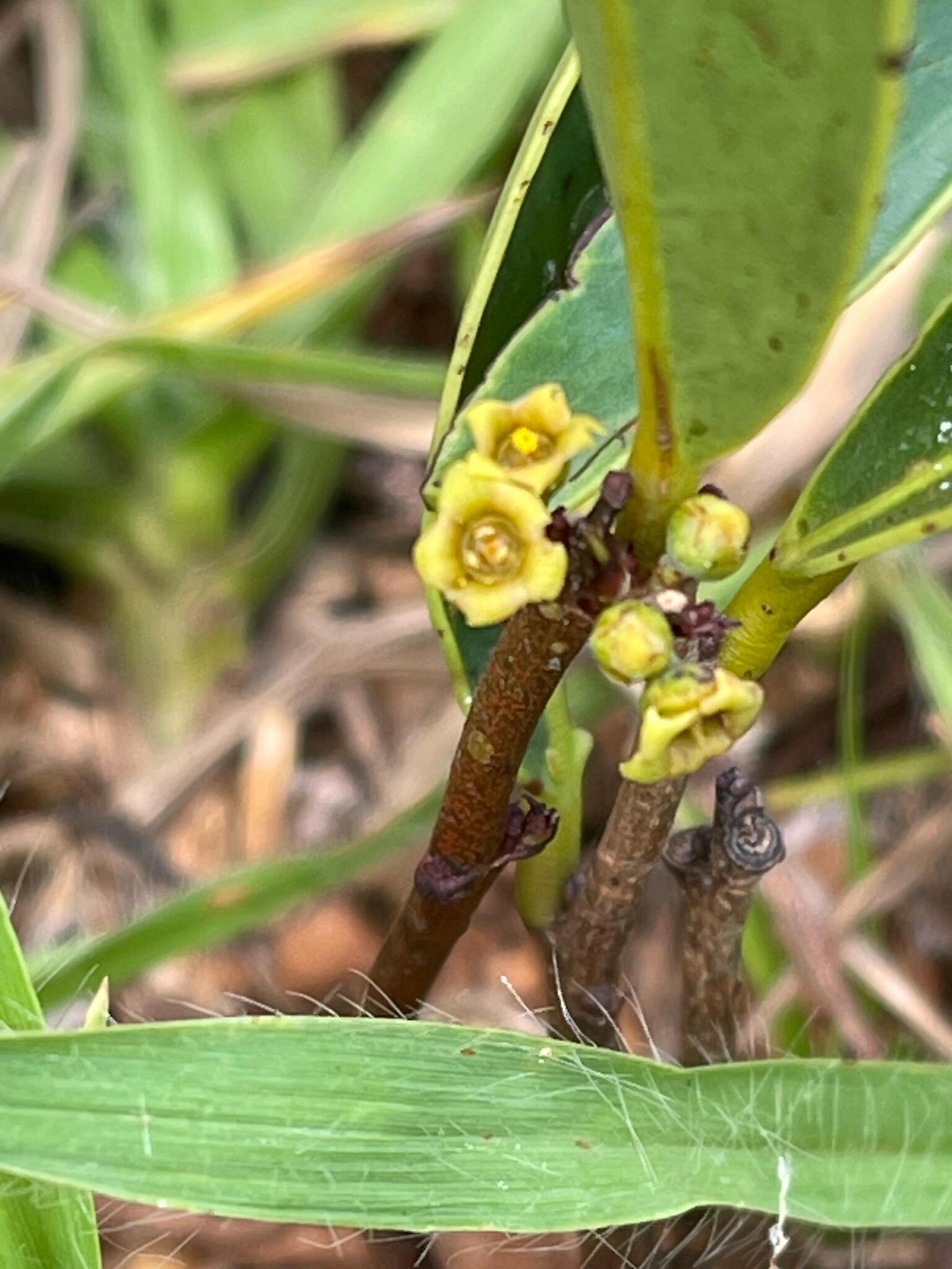 Peritassa campestris · iNaturalist