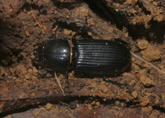 Passalini