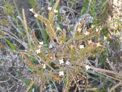 Lachnaea filicaulis