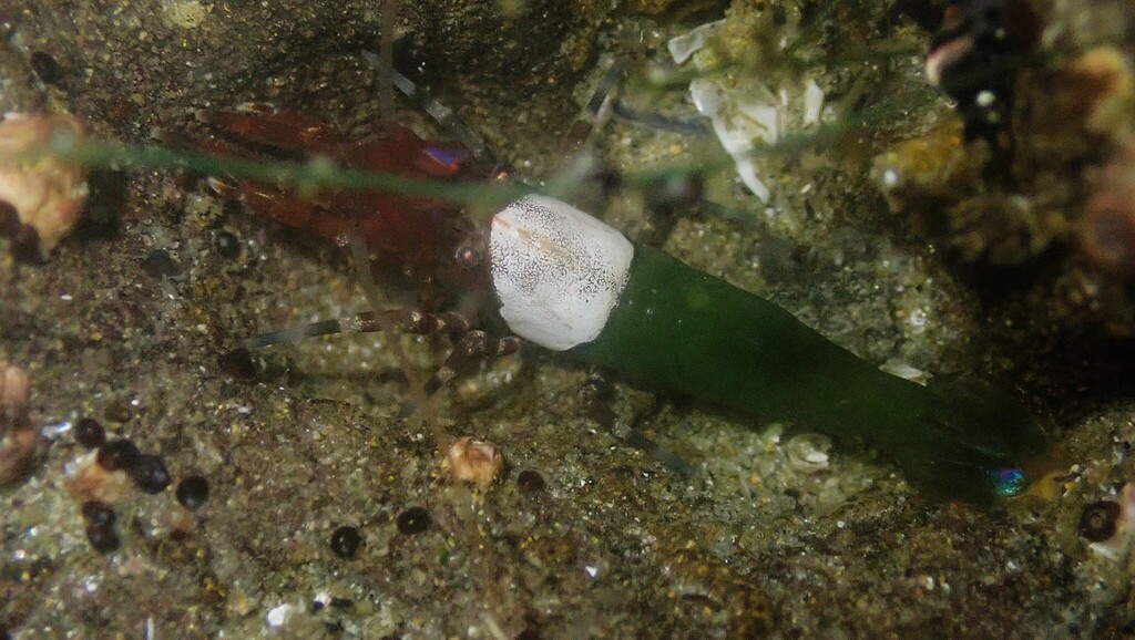 Taylor coastal shrimp