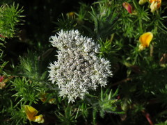 Metalasia pulchella