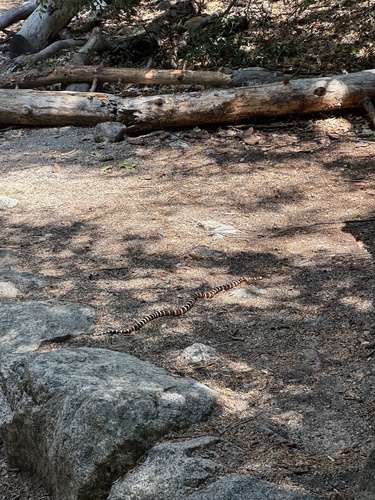 iNaturalist observation photo of California Mountain Kingsnake