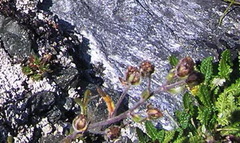 Artemisia furcata