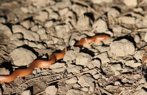 iNaturalist observation photo of Northern Rubber Boa