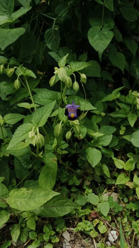 wishbone flower