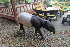 Tapirus indicus