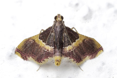 Endotricha mesenterialis