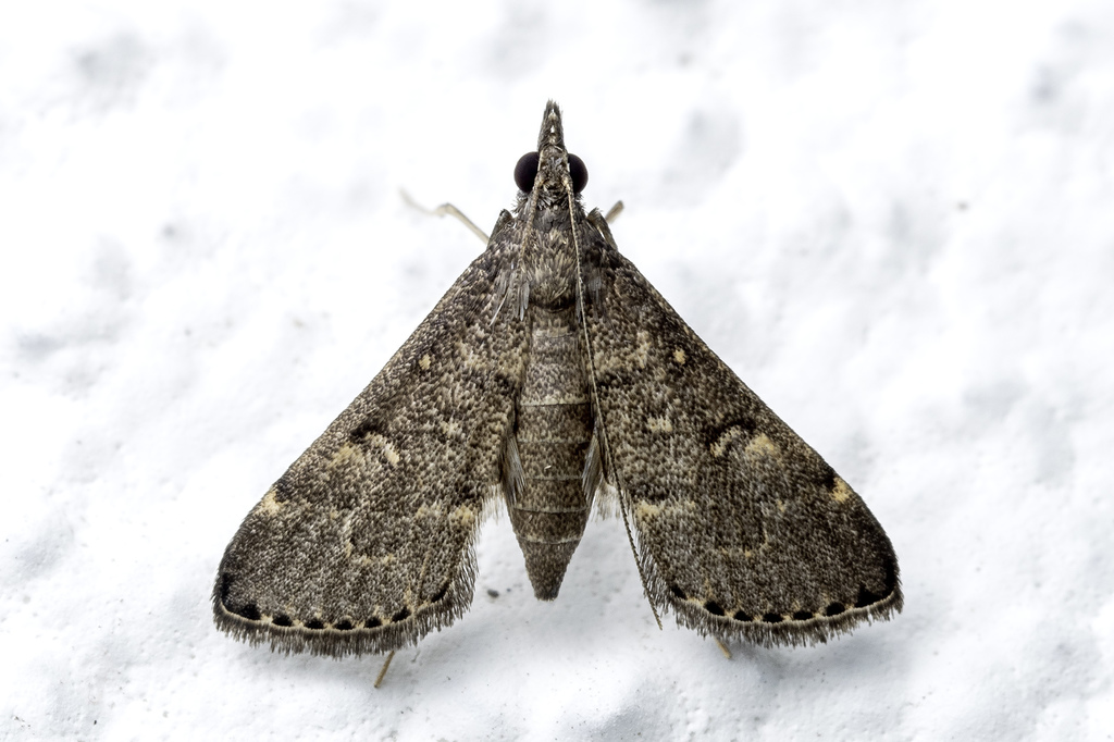 Symmoracma