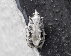 Heterogymna ochrogramma