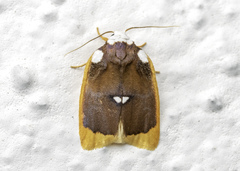 Lobobasis niveimaculata