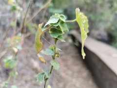 Abutilon auritum