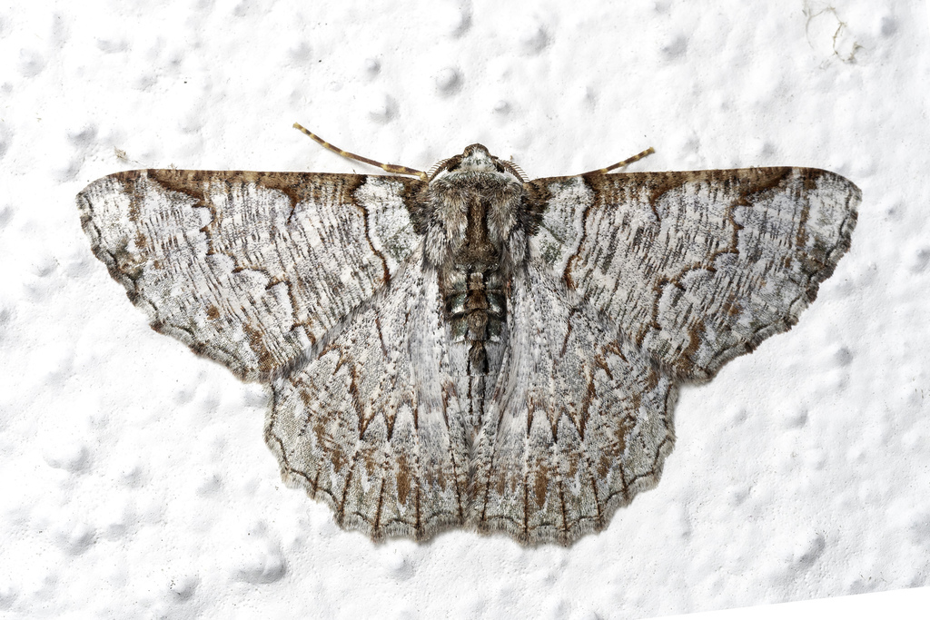 Lophophelma luteipes