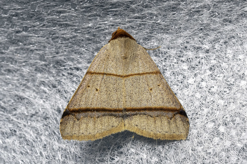 Plecoptera recta (Pagenstecher, 1886)