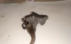 Craterellus cinereus