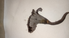 Craterellus cinereus