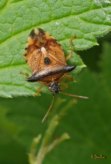 Elasmucha ferrugata