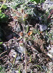 Artemisia furcata
