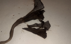 Craterellus cinereus