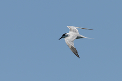 Sterna hirundo