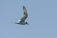 Sterna hirundo