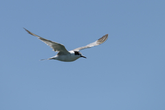 Sterna hirundo