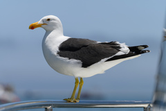Larus dominicanus vetula