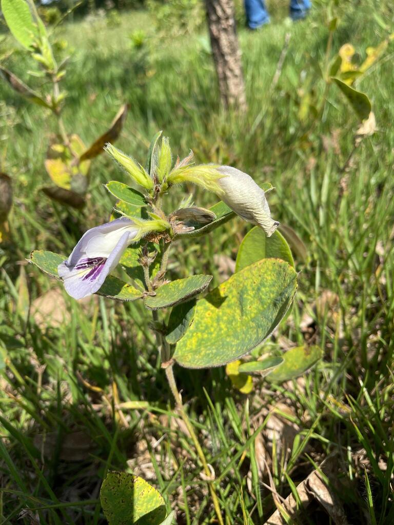 Clitoria densiflora