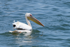 Pelecanus onocrotalus