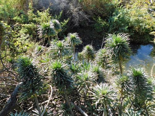 iNaturalist observation photo of Pride of Madeira