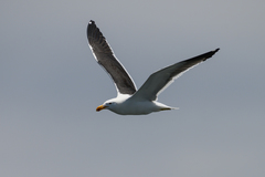 Larus dominicanus vetula