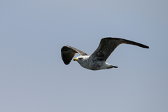Larus dominicanus vetula